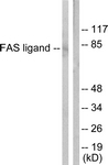 C0189-1 - CD178 / Fas Ligand