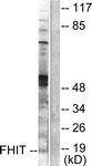 C0193-1 - FHIT