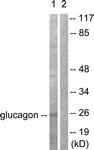 C0206-1 - Glucagon