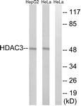 C0224-1 - HDAC3