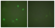 C0224-1 - HDAC3
