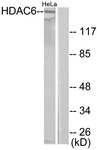 C0226-1 - HDAC6