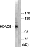 C0228-1 - HDAC9