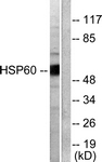 C0233-1 - HSP60