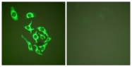 C0233-1 - HSP60