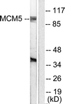 C0260-1 - MCM5