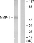 C0262-1 - MMP-1