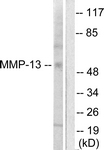 C0265-1 - MMP-13