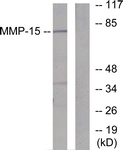 C0267-1 - MMP-15