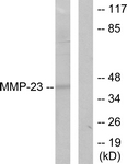 C0271-1 - MMP-23