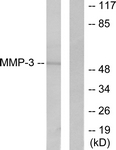 C0272-1 - MMP-3