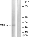 C0273-1 - MMP-7