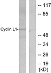 C0295-1 - Cyclin L1