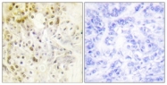 C0295-1 - Cyclin L1