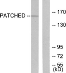 C0296-1 - PTCH1