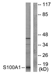 C0318-1 - S100A1