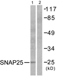 C0326-1 - SNAP25