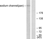 C0327-1 - SCN1A