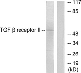 C0338-1 - TGFBR2