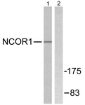 C0358-1 - NCOR1