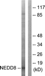 C0359-1 - NEDD8
