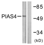 C0364-1 - PIAS4