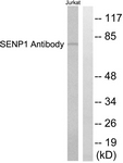 C0365-1 - SENP1