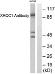 C0395-1 - XRCC1