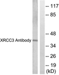 C0397-1 - XRCC3