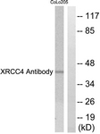 C0398-1 - XRCC4