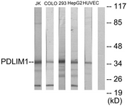 C10012-1 - PDLIM1