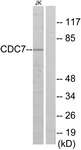 C10020-1 - CDC7