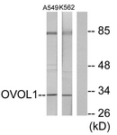 C10046-1 - OVOL1