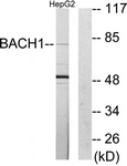 C10055-1 - BACH1