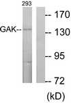 C10064-1 - GAK