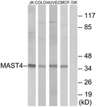 C10066-1 - MAST4