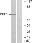 C10090-1 - PHF1