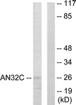 C10101-1 - ANP32C