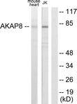 C10121-1 - AKAP8