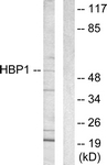 C10135-1 - HBP1