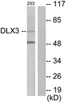 C10136-1 - DLX3