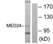 C10176-1 - MED24