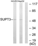 C10182-1 - SUPT3H / SPT3