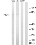 C10329-1 - HKR1