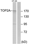 C10345-1 - TOP2A