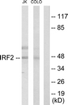 C10366-1 - IRF2