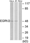C10416-1 - EGR1