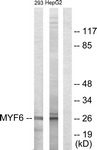 C10457-1 - MYF6