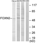 C10537-1 - FOXN2 / HTLF