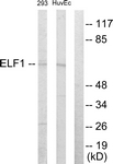 C10538-1 - ELF1